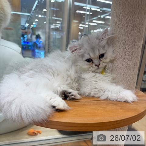 大阪府のペルシャ (ペットプラス イオン大日店/2026年4月1日生まれ/女の子/チンチラシルバー)の子猫の4枚目の画像