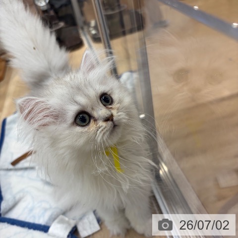 大阪府のペルシャ (ペットプラス イオン大日店/2026年4月1日生まれ/女の子/チンチラシルバー)の子猫の3枚目の画像