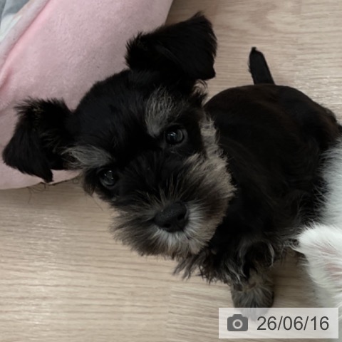 福井県のミニチュアシュナウザー (ペットプラス 福井店/2026年4月10日生まれ/男の子/ブラックシルバー)の子犬の3枚目の画像