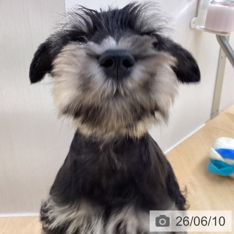 ミニチュア・シュナウザーの写真