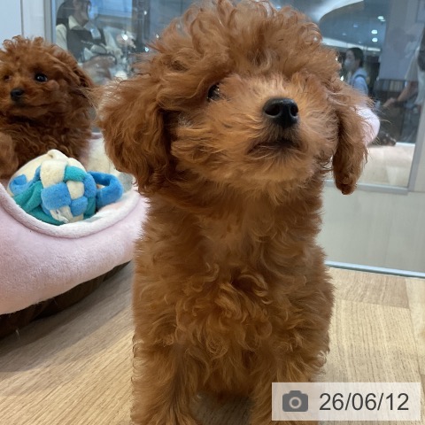 愛知県のトイプードル(トイ) (ペットプラス 岡崎店/2026年3月30日生まれ/男の子/レッド)の子犬の3枚目の画像