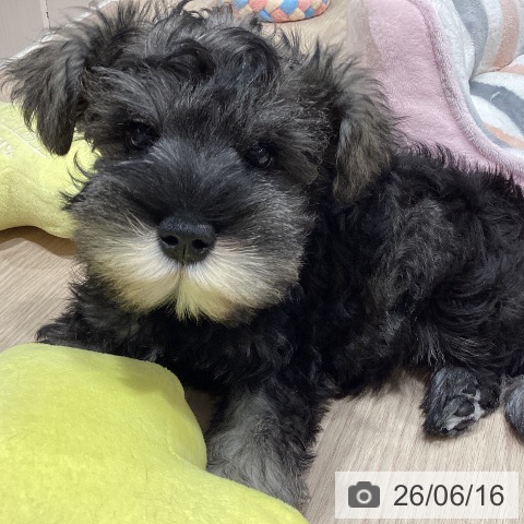 ミニチュア・シュナウザーの写真