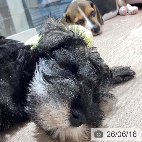 ミニチュア・シュナウザーの写真