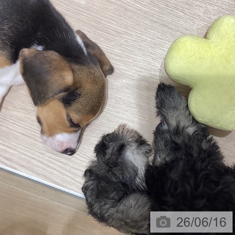 ミニチュア・シュナウザーの写真