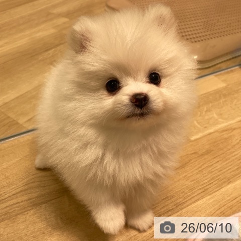 ポメラニアンの写真