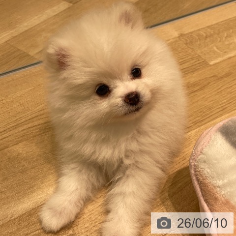 ポメラニアンの写真