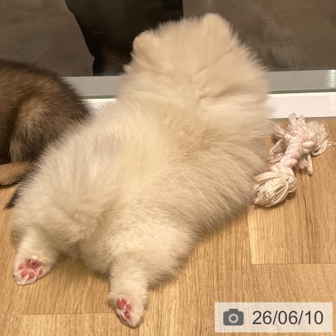 ポメラニアンの写真