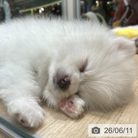 ポメラニアンの写真