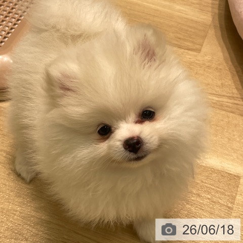 愛知県のポメラニアン (ペットプラス 則武新町店/2026年4月8日生まれ/男の子/クリーム)の子犬の4枚目の画像