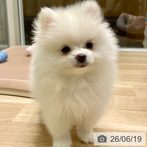 愛知県のポメラニアン (ペットプラス 則武新町店/2026年4月8日生まれ/男の子/クリーム)の子犬の3枚目の画像