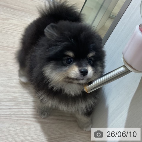 ポメラニアンの写真