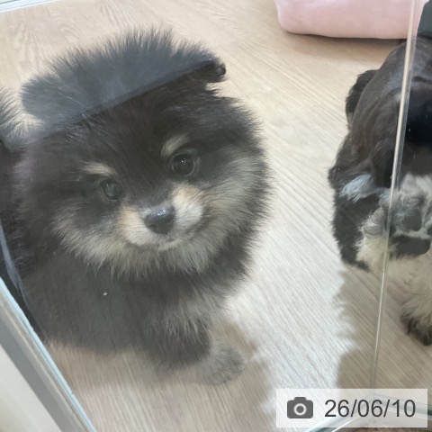 ポメラニアンの写真