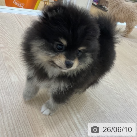 ポメラニアンの写真