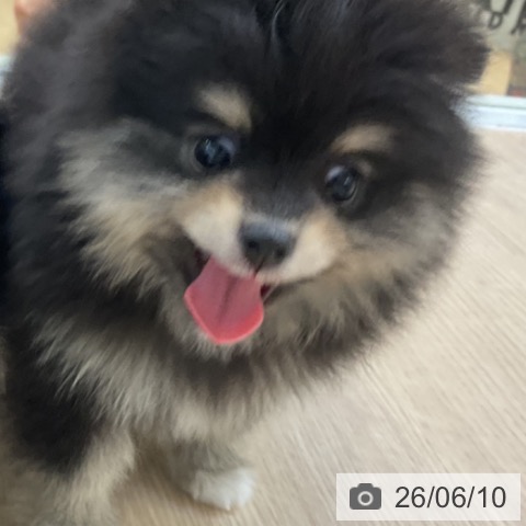 ポメラニアンの写真