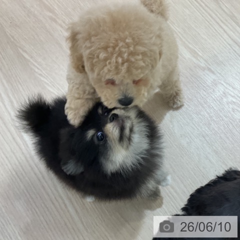 ポメラニアンの写真