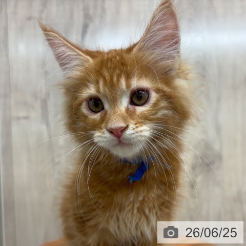 大阪府のメインクーン (ペットプラス イオン大日店/2026年4月5日生まれ/男の子/レッドタビー)の子猫の4枚目の画像