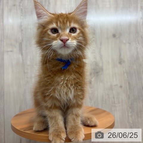 大阪府のメインクーン (ペットプラス イオン大日店/2026年4月5日生まれ/男の子/レッドタビー)の子猫の3枚目の画像