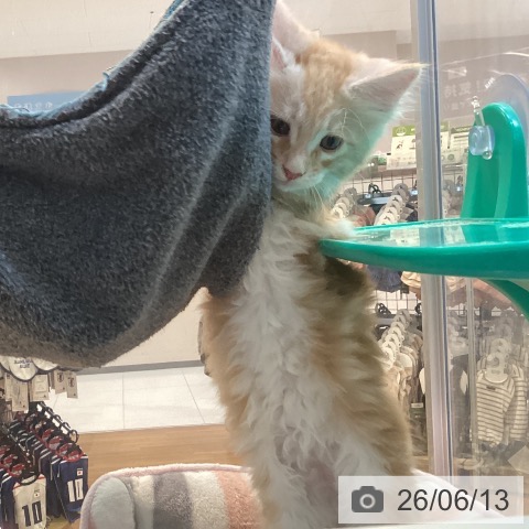 メインクーンの写真