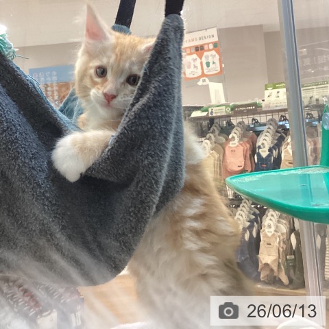 メインクーンの写真