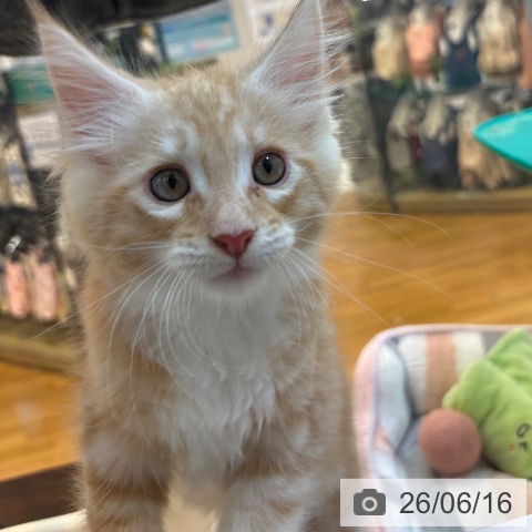 京都府のメインクーン (ペットプラス イオンモールKYOTO店/2026年4月5日生まれ/男の子/レッドタビーホワイト)の子猫の3枚目の画像