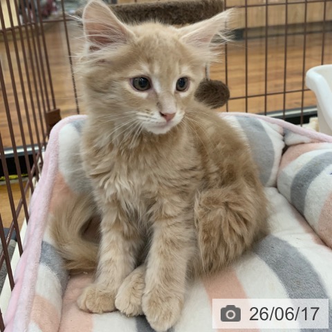 京都府のメインクーン (ペットプラス 久御山店/2026年4月5日生まれ/男の子/クリームタビー)の子猫の3枚目の画像