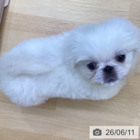 ペキニーズの写真