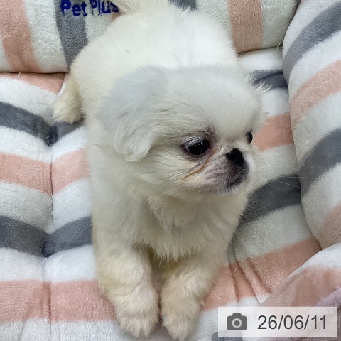 ペキニーズの写真