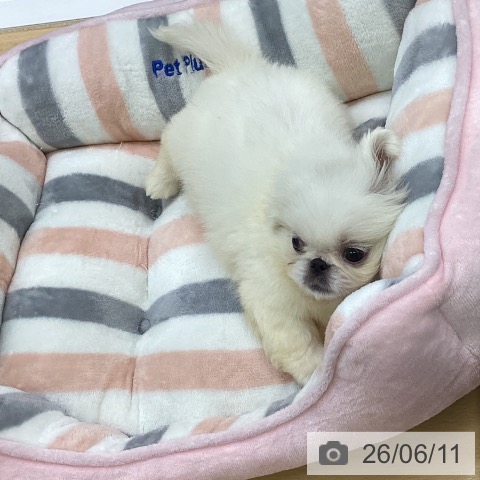 ペキニーズの写真