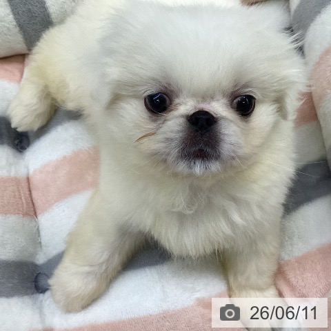 ペキニーズの写真