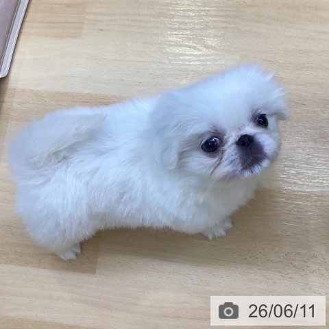 ペキニーズの写真