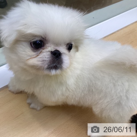 ペキニーズの写真