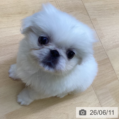 ペキニーズの写真