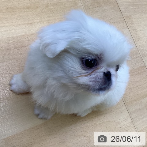 ペキニーズの写真
