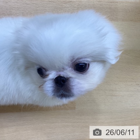 ペキニーズの写真