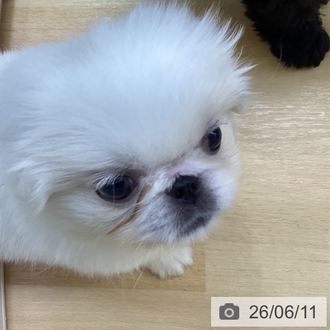 ペキニーズの写真