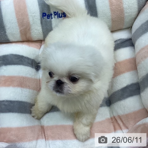 ペキニーズの写真