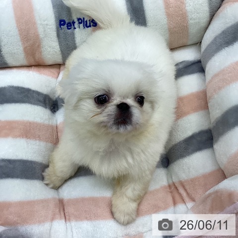ペキニーズの写真
