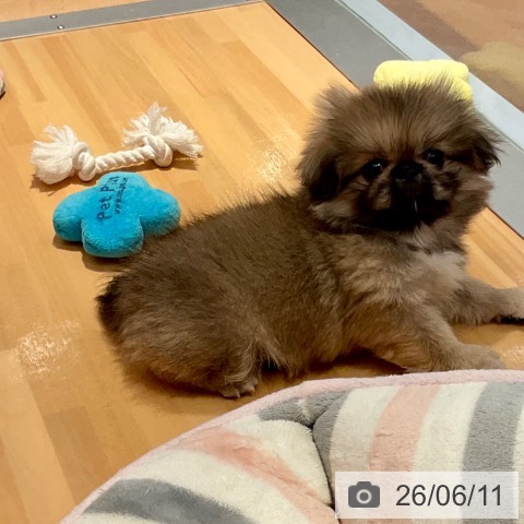 ペキニーズの写真