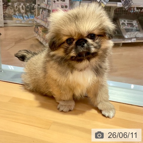 ペキニーズの写真