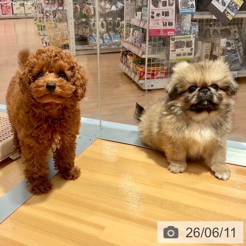 ペキニーズの写真