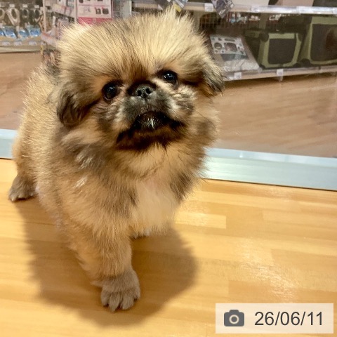 ペキニーズの写真
