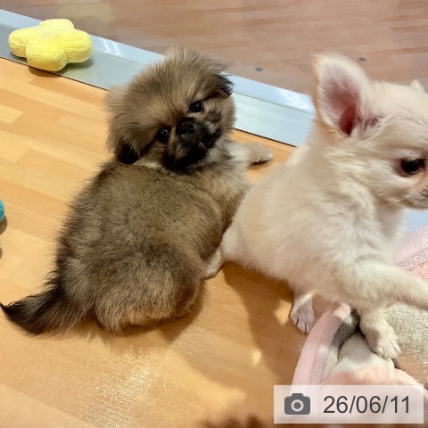 ペキニーズの写真