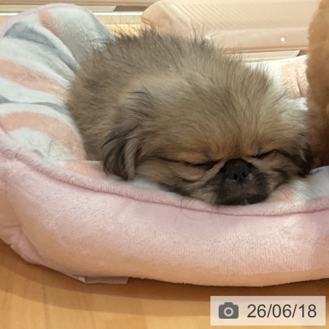愛知県のペキニーズ (ペットプラス 名古屋茶屋店/2026年4月10日生まれ/男の子/フォーン)の子犬の4枚目の画像