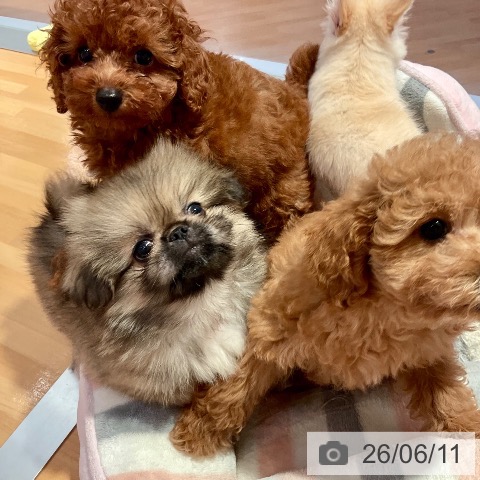 ペキニーズの写真