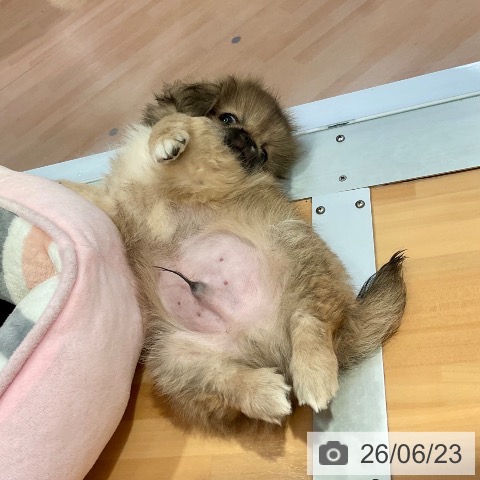 愛知県のペキニーズ (ペットプラス 名古屋茶屋店/2026年4月10日生まれ/男の子/フォーン)の子犬の4枚目の画像