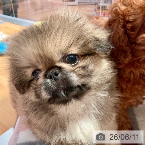 愛知県のペキニーズ (ペットプラス 名古屋茶屋店/2026年4月10日生まれ/男の子/フォーン)の子犬の3枚目の画像