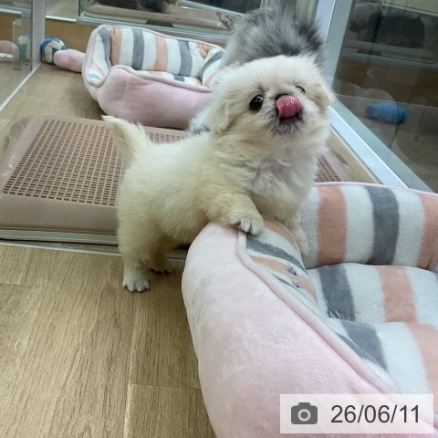 ペキニーズの写真