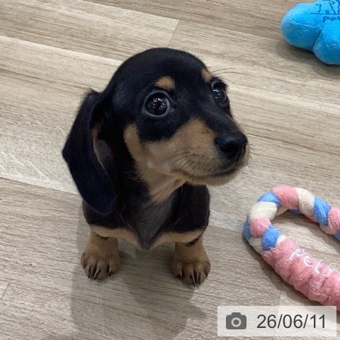 ミニチュア・ダックスフンドの写真