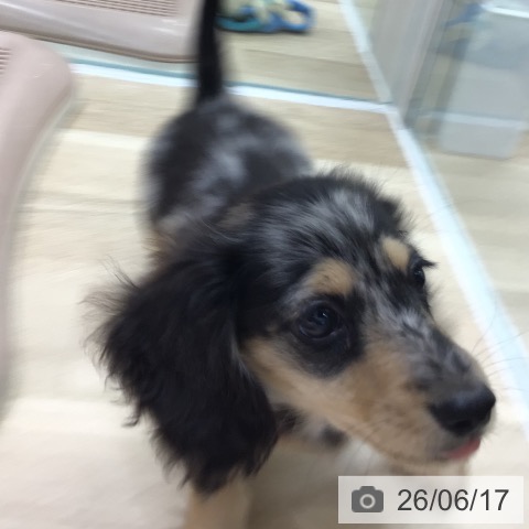 岐阜県のミニチュアダックスフンド(ロング) (ペットプラス 各務原店/2026年4月9日生まれ/男の子/シルバーダップル)の子犬の4枚目の画像