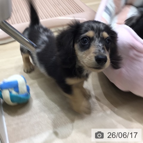 岐阜県のミニチュアダックスフンド(ロング) (ペットプラス 各務原店/2026年4月9日生まれ/男の子/シルバーダップル)の子犬の3枚目の画像